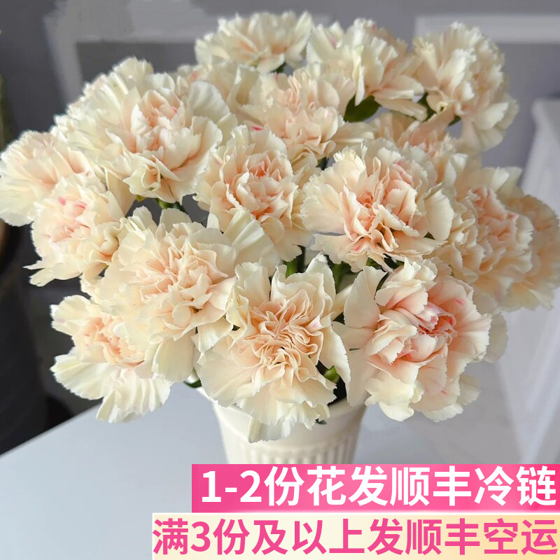 初吻康乃馨鲜花云南基地直发