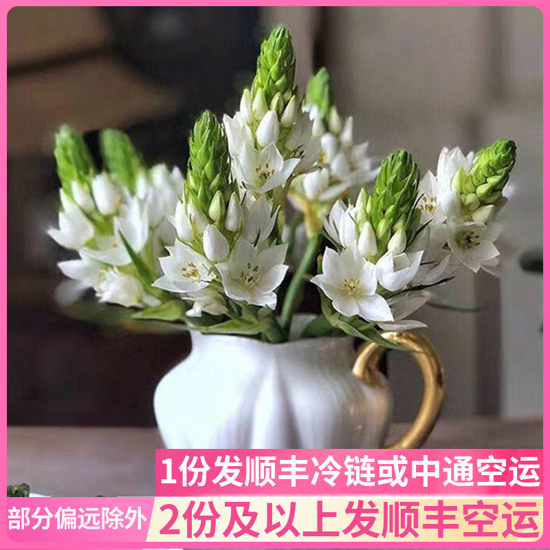 雀梅白色鲜切花鲜花云南直发基地斗南花市水养顺丰室内小众礼物