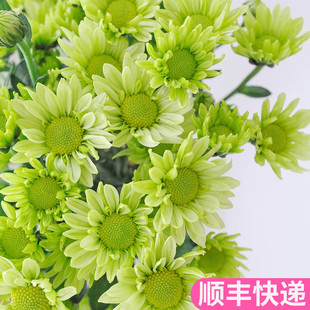 绿精灵小雏菊小皱菊小菊云南斗南鲜花基地直发昆明花卉市场真花插