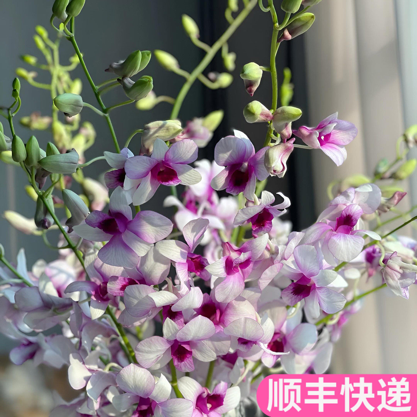 星空洋兰泰国进口婚庆花艺办公室昆明花卉市场批鲜切花发真花插花