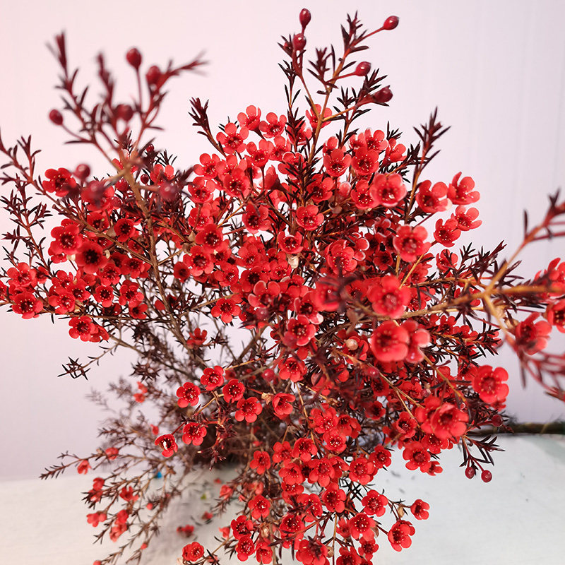 腊梅客厅花期超长鲜花基地直发