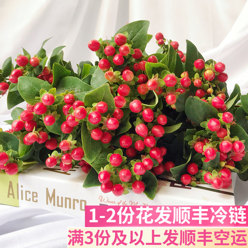 相思豆红豆水养鲜花基地直发