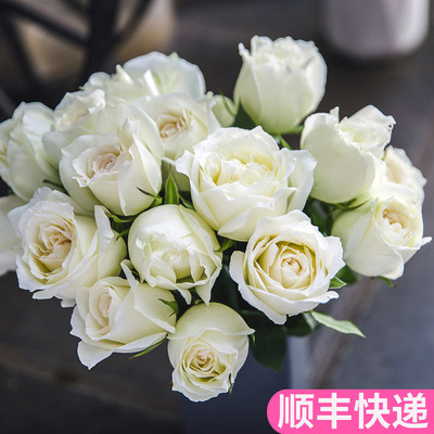 玫瑰花白玫瑰云南基地直发