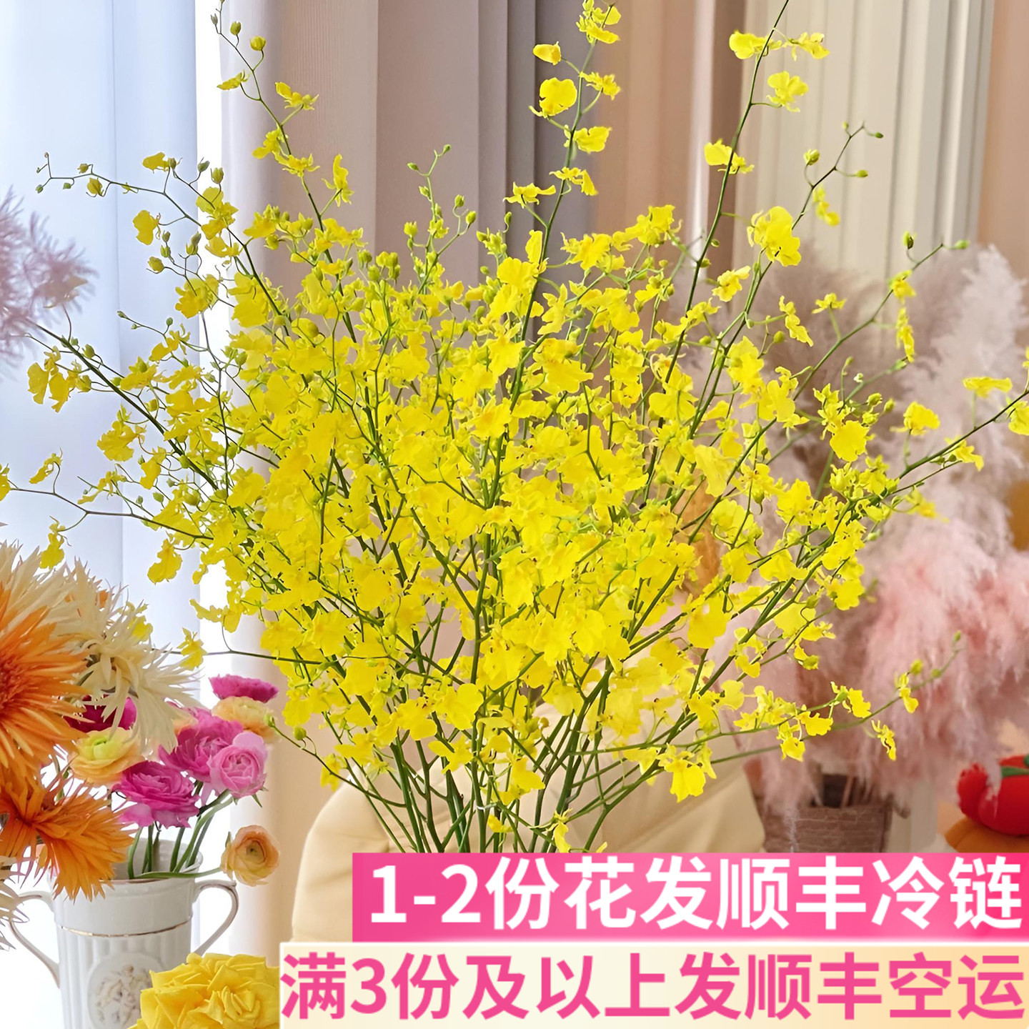 柠檬黄跳舞兰鲜切花基地直发