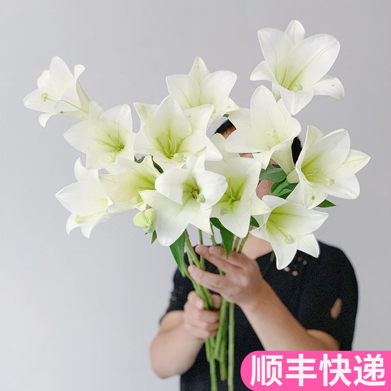 铁炮百合鲜切花基地直发