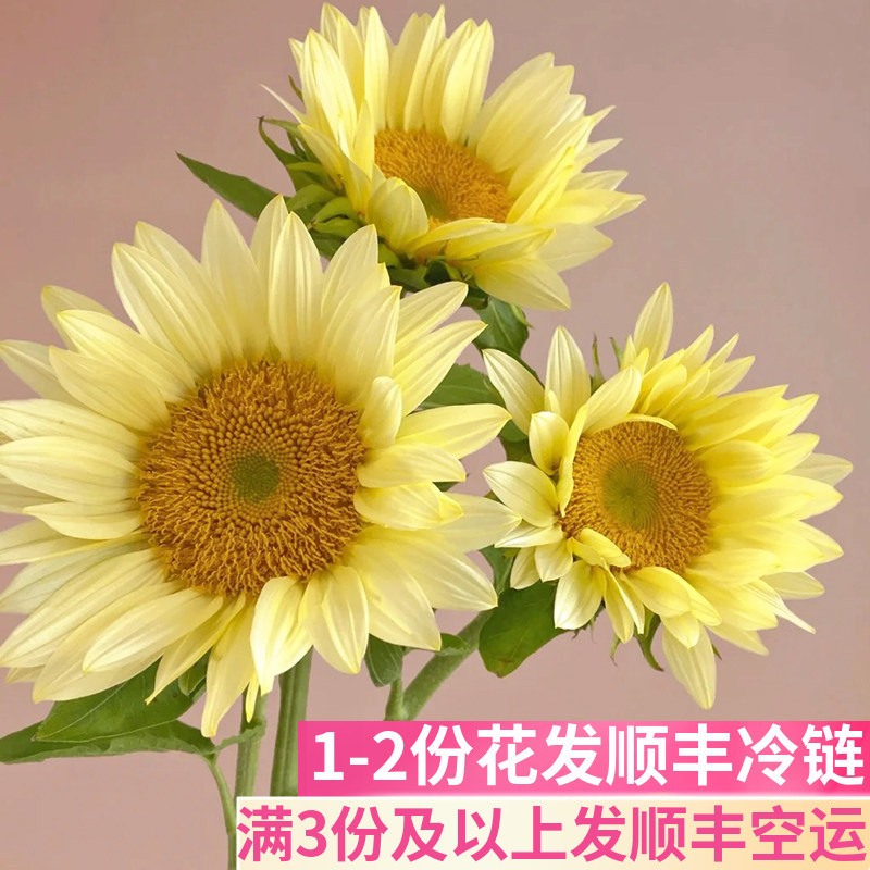 奶油向日葵鲜花一举夺魁鲜切花