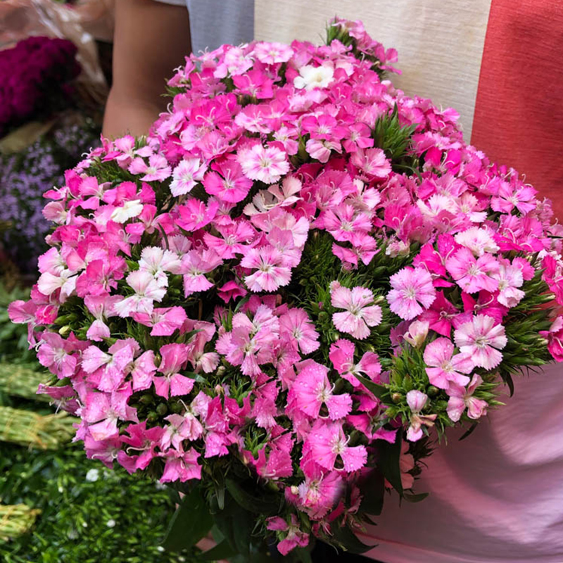 粉色相思梅鲜切花云南基地直发