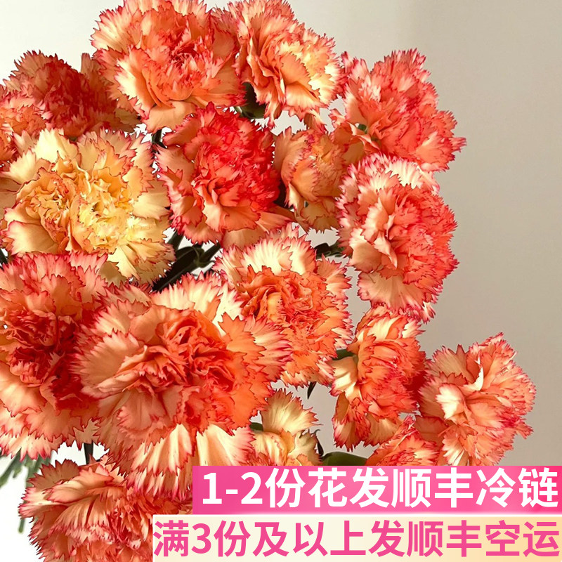 狂欢单头康乃馨云南基地直发