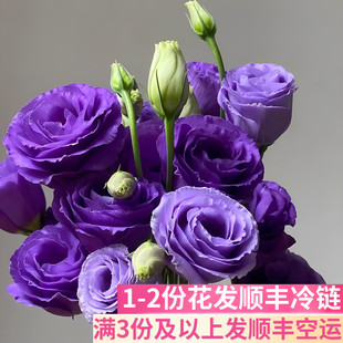 紫色洋桔梗鲜花家用插花鲜切办公室婚礼斗南基地直发花卉市场真花