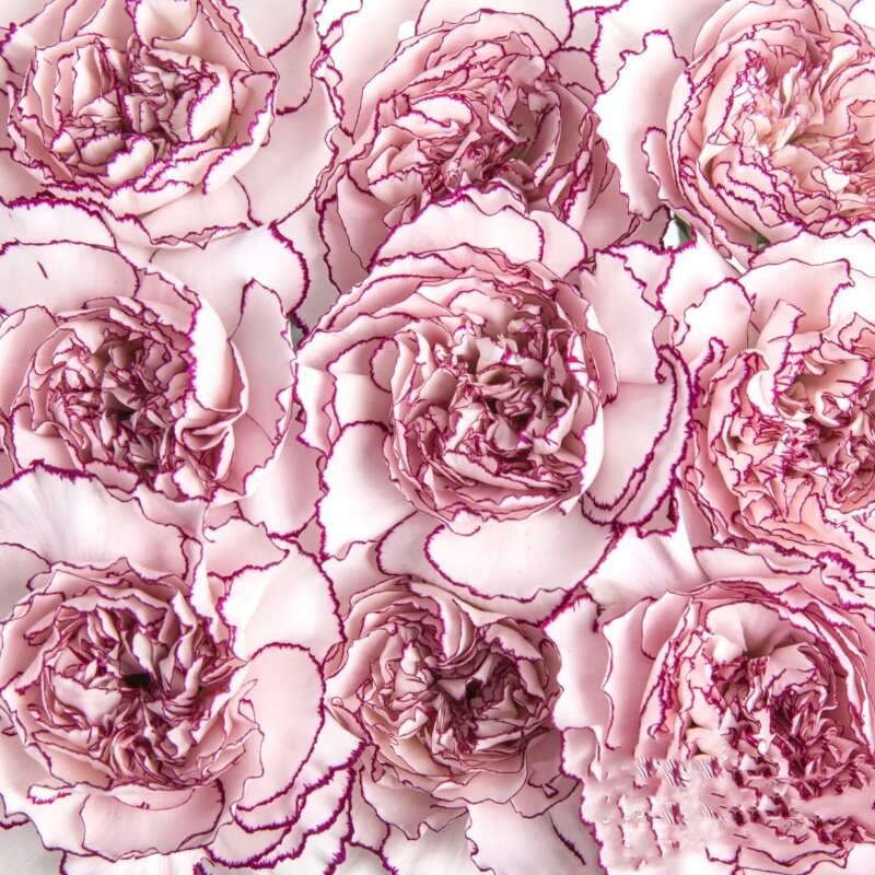 紫精灵康乃馨云南斗南鲜花基地直发昆明花卉市场插母亲节花束送人