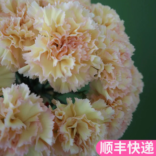 可可西里康乃馨稀有小众斗南单头基地直发花卉市场批鲜切花发顺丰