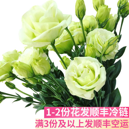 洋桔梗鲜花婚礼婚庆用花