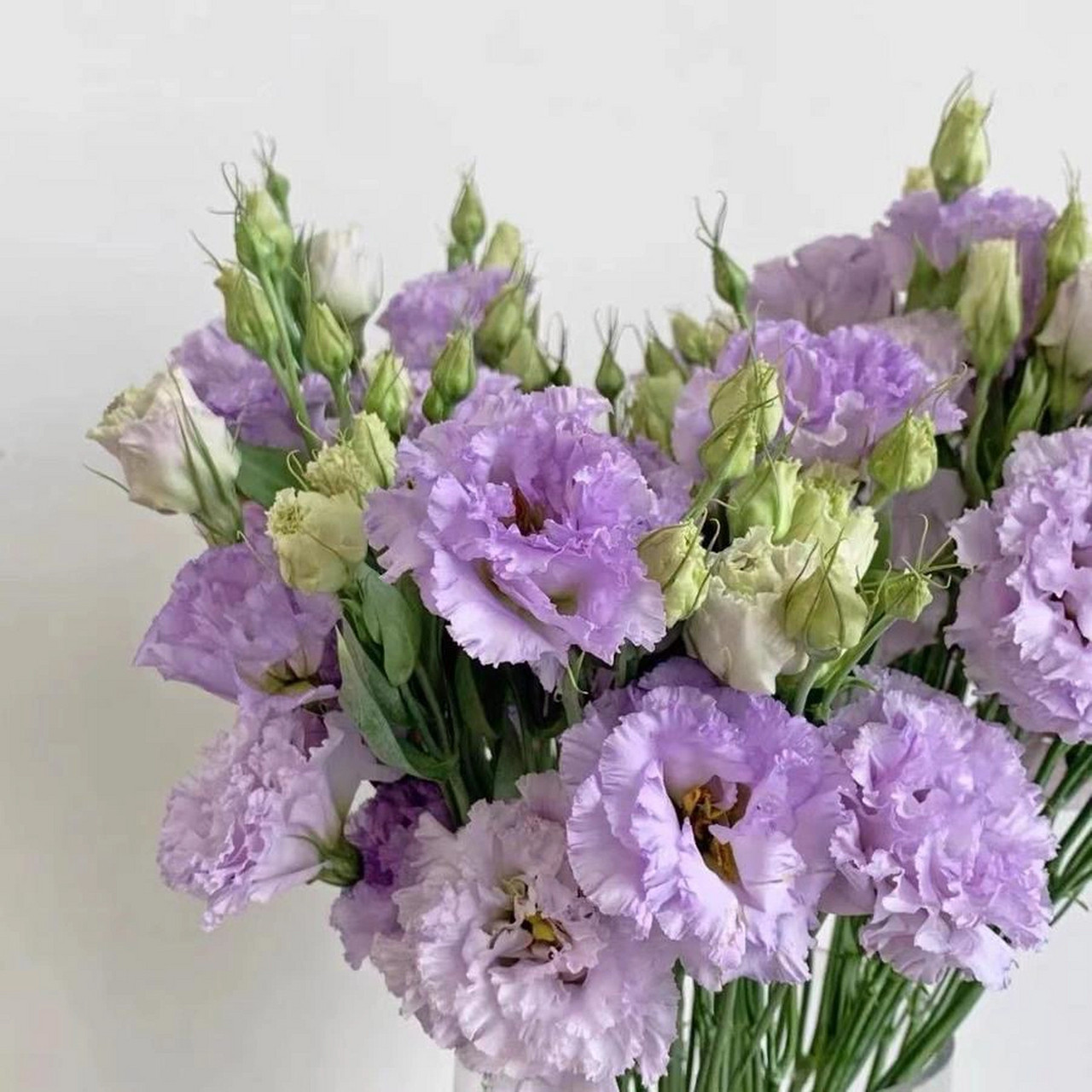 波浪浅紫色桔梗花鲜花云南直发基地昆明斗南花卉市场吉水养洋桔梗