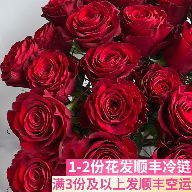 高原红玫瑰鲜花鲜切花插花