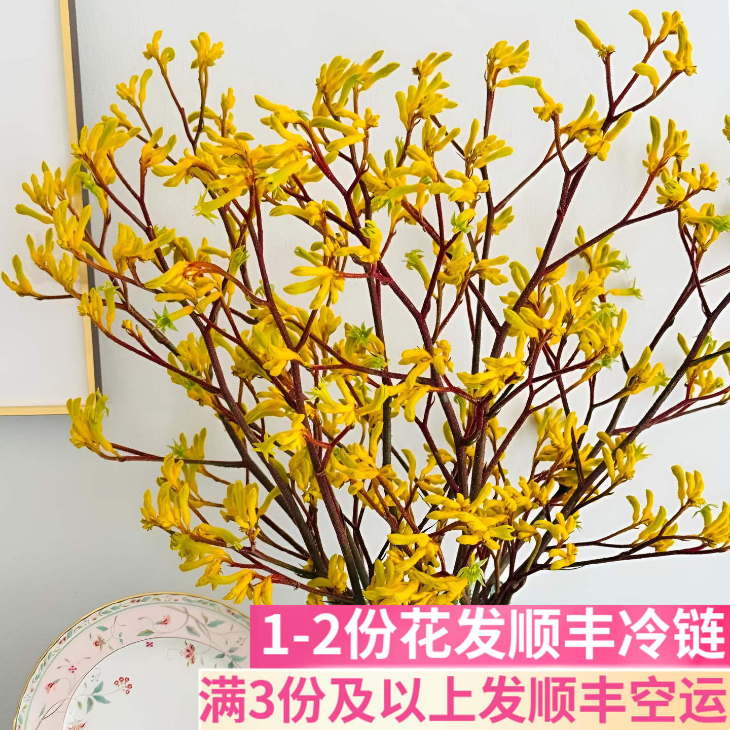 黄色袋鼠爪鲜切花客厅插花小众