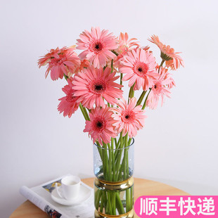 非洲菊扶郎花云南斗南鲜花基地直发昆明花卉市场真花插花水养花市