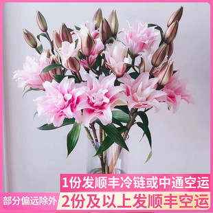 伊莎贝拉重瓣百合花斗南鲜花基地直发花卉市场批香水发真多瓣多层