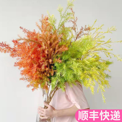 千层金黄金香柳鲜切花