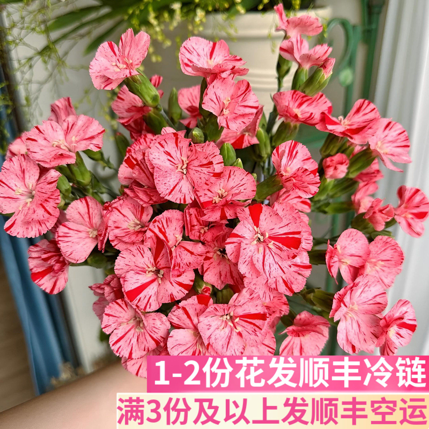 小草莓多头康乃馨鲜花