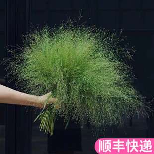 喷泉草云南斗南鲜花基地直发昆明花卉市场真花批插花水养花市发