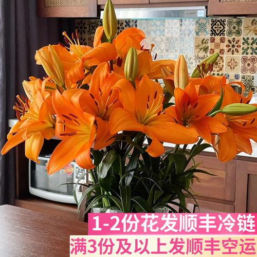 橙色亚百合鲜切花鲜花基地直发