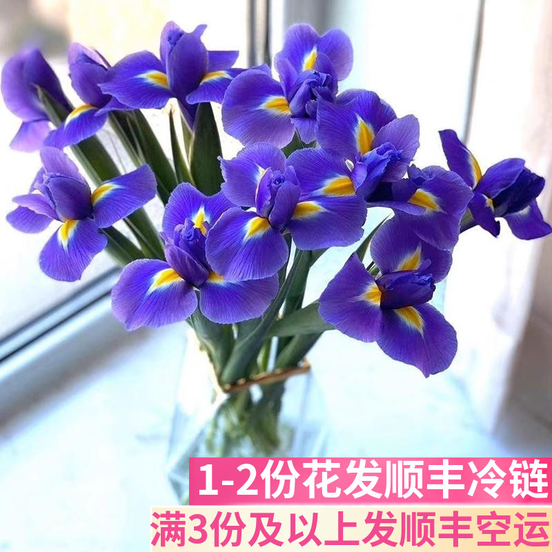 鸢尾爱丽丝小众稀有花材
