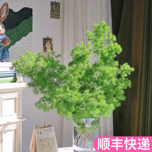 蓬莱松办公室内桌面绿植花材松针水培花卉植物真斗南基地直发鲜切