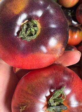 顺丰攀枝花紫罗兰番茄紫元帅特色西红柿现摘新鲜大番茄沙瓤口感