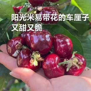 当季四川米易黄草车厘子新鲜玛瑙红小恩桃天然国产小樱桃孕妇水果