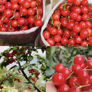 现摘新鲜四川小樱桃米易黄草小樱桃孕妇当季水果四川樱桃顺丰空运