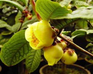 金茶花苗凹脉防城四季金花茶植界大熊猫花卉盆栽壮苗产地直销包邮