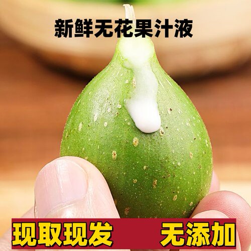 新鲜青皮无花果汁液乳液白汁白浆