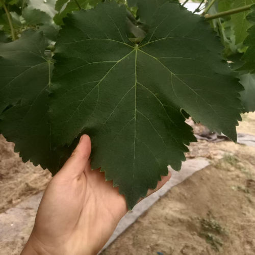 新鲜葡萄叶Sarma葡萄叶包饭Leaf Dolma藤叶卷饭整张大叶现摘现发