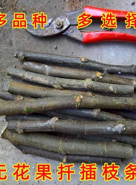 新鲜无花果枝条  现剪现发  无花果扦插枝条无花果嫁接枝条树枝条