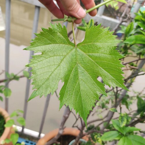 新鲜葡萄叶Sarma葡萄叶包饭Leaf Dolma藤叶卷饭整张大叶现摘现发