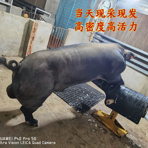 纯种黑猪精液国寿黑猪精人工配种授精黑猪精液60ml*2黑金刚猪精液