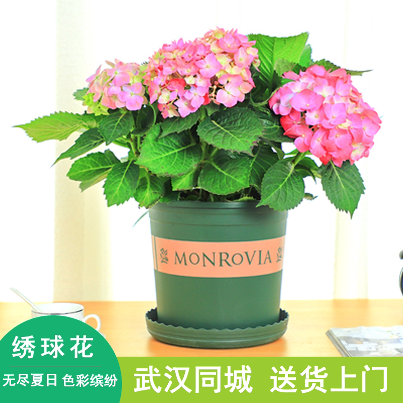 绣球盆栽阳台庭院植物粉花蓝花大花绣球花卉盆栽无尽夏带花苞