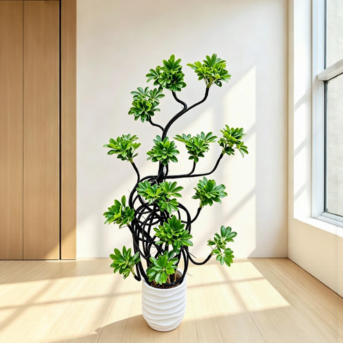 造型鸭脚木大型室内绿植盆栽植物