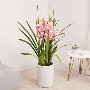 大花蕙兰盆栽武汉开业乔迁送礼绿植开花植物室内盆景年宵花卉兰花
