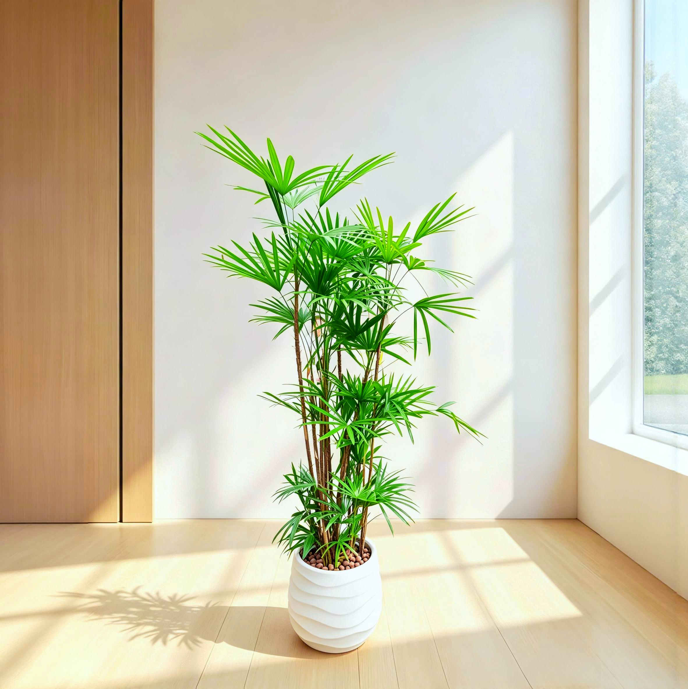 金山棕竹室内大型落地绿植四季常青植物竹子客厅办公室禅意盆栽