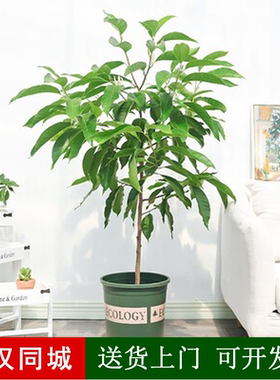 白兰花盆栽黄玉兰室内开花植物