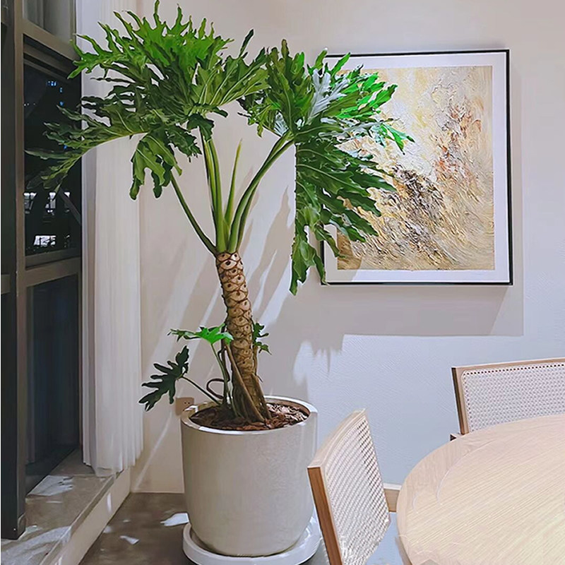 龙鳞春羽老桩室内盆栽室内植物