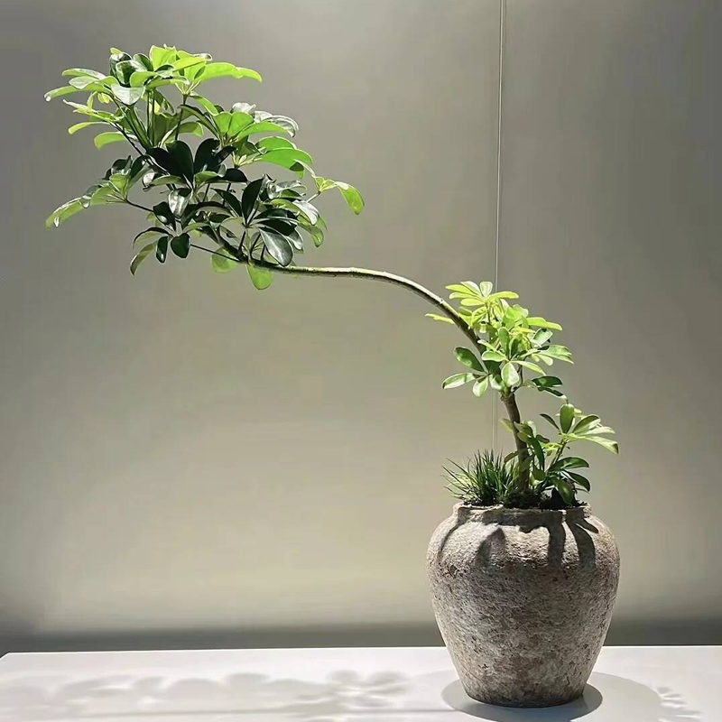 鸭脚木招财树盆景飘枝造型绿植八方来财盆栽室内客厅茶室盆景花卉
