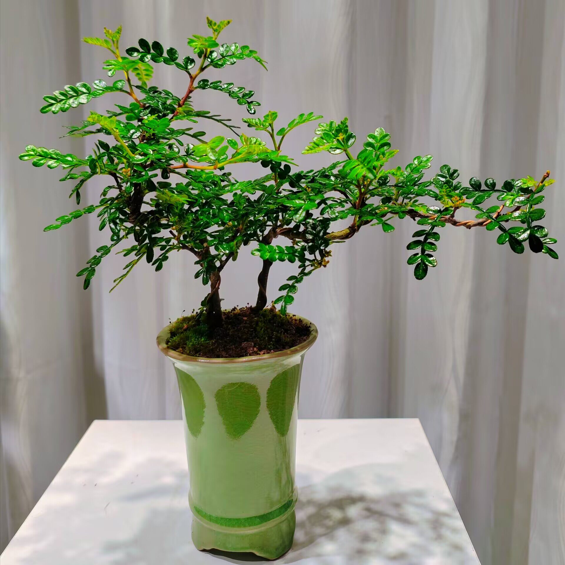 清香木桌面禅意小盆景室内绿植精致小盆栽创意造型植物武汉同城