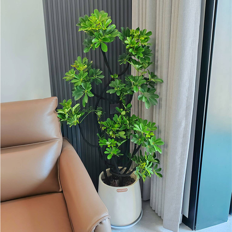 造型鸭脚木盆栽室内绿植大型植物