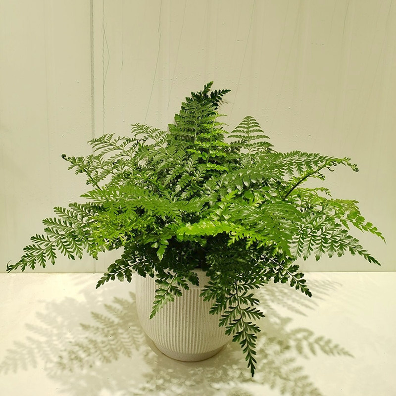 吉姆蕨盆栽室内客厅四季常青绿植宝石蕨桌面观叶植物净化空气