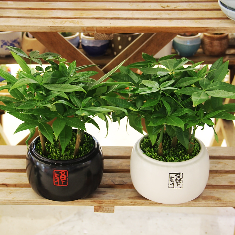 桌面绿植发财树盆景客厅