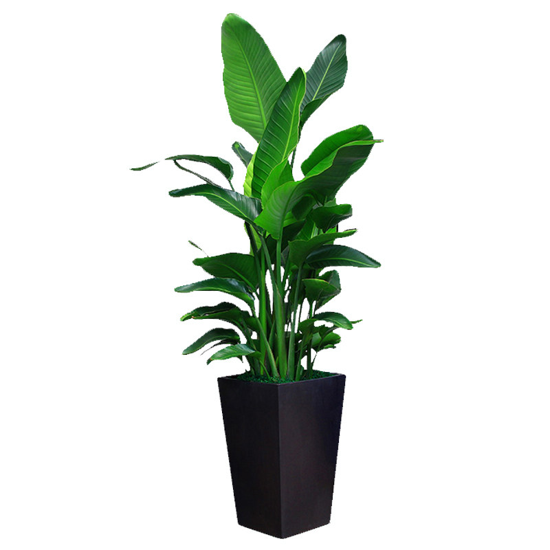 天堂鸟鹤望兰盆栽武汉室内大型观叶绿植北欧风花卉植物净化空气