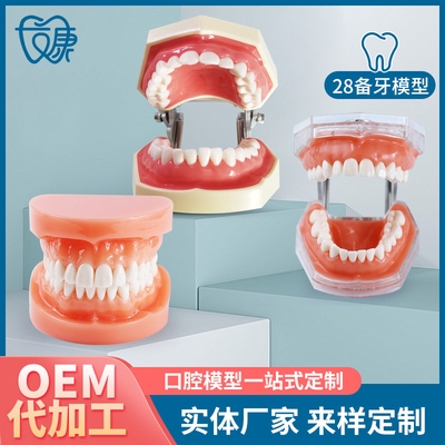 备牙模型开髓牙仿真种植牙科牙粒口腔离体牙树脂牙考试专用牙包邮