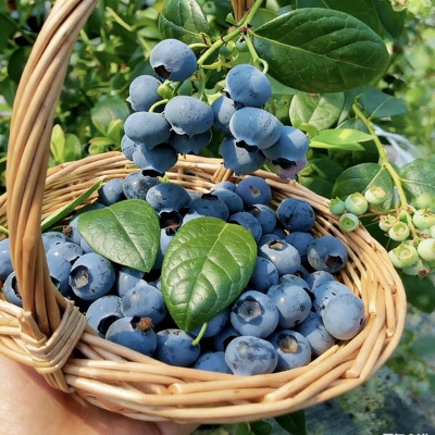 正宗花香蓝莓果树苗南北方四季